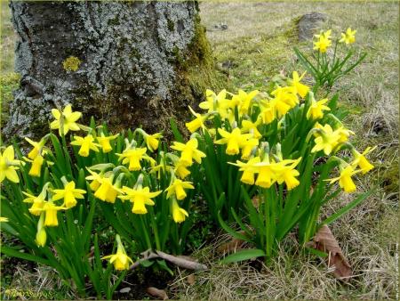                                                Printemps